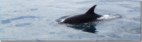 dolfijn4